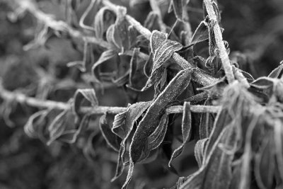 Frost on grass