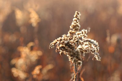 Morning sunlight on long grass