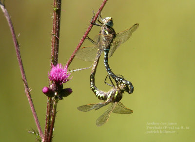 alpine_dragonflies