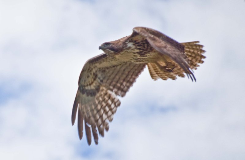 Young Hawk