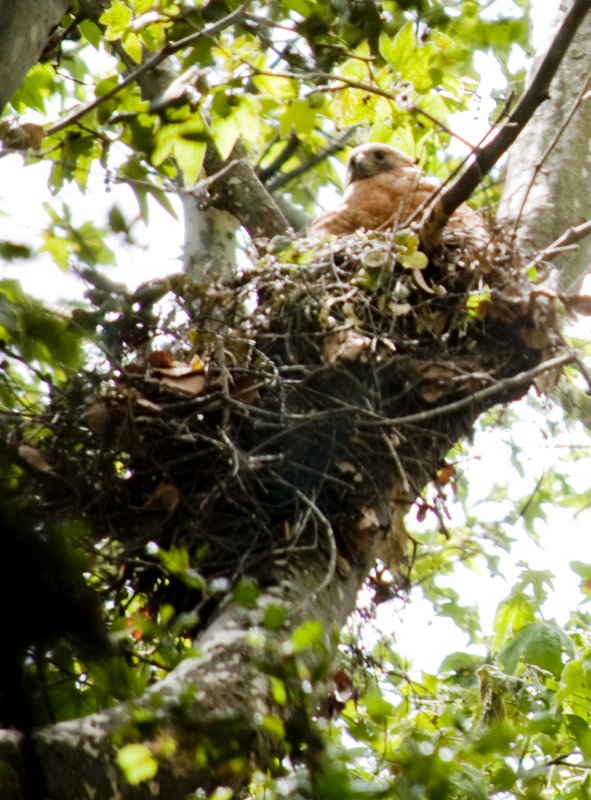 Momma Watching Us