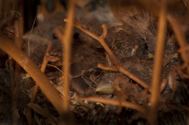 Five Little Finches