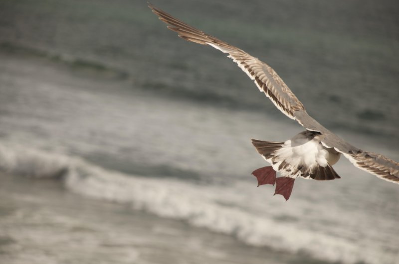 Landing Gear Down