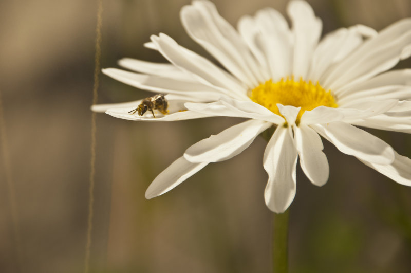 Buzzy Bee