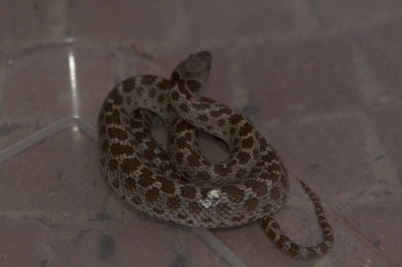 Little Night Snake