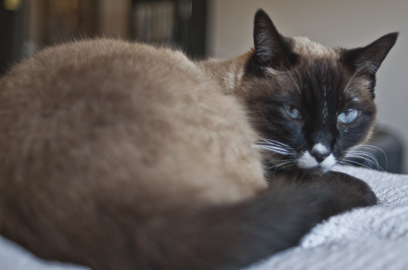 Miss Priss