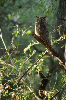 20120622Owls_D7K2552.JPG