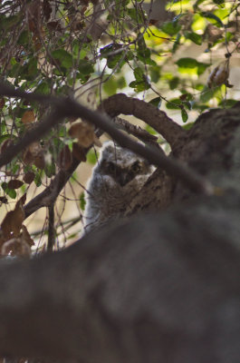 20120622Owls_D7K2572.JPG