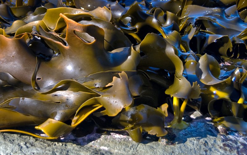 Kaikoura Kelp