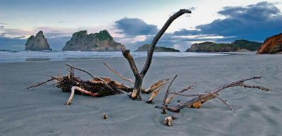 Driftwood