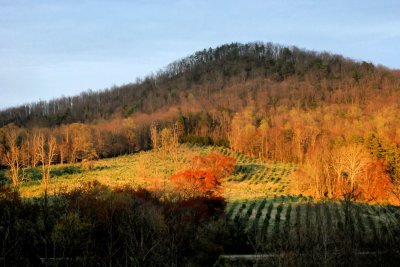 The Color Of Spring, Photo made near sunset