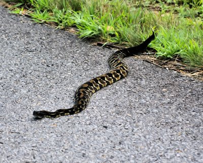 a Timber Rattler Snake we came cross On the BRPW to day 7/17/11
