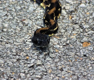 a Timber Rattler Snake we came cross On the BRPW to day 7/17/11