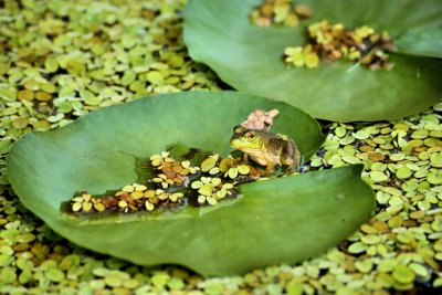 Frog On the Lily Pad