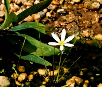 Rain Lily Blooming
