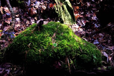 Green moss on rock