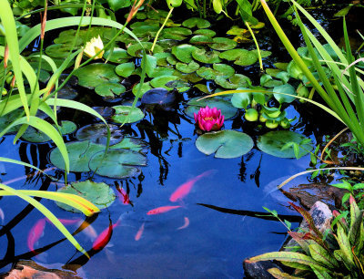Water Lilies Are Blooming in Pond # 3 Now.Got a Lot of Baby Fishs Now