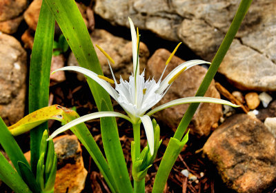 The Spider Lily Bloom Now