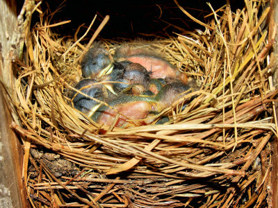 Baby Bluebirds, 2nd time this year