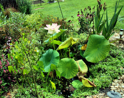 My Lotus I panted in Late spring, Bloom this Week