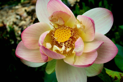 My Lotus I panted in Late spring, Bloom this Week