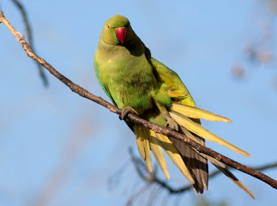 Rose-ringed Parakeet