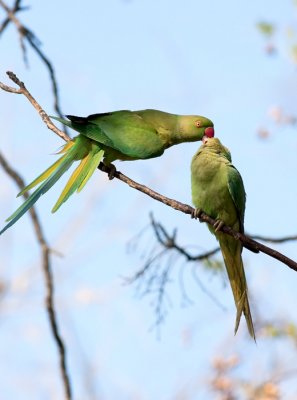 Rose-ringed Parakeet 2011 דררה מצויה