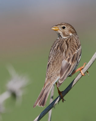 Corn Bunting