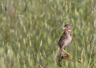 Corn Bunting