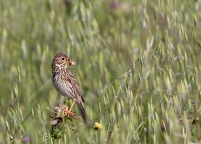 Corn Bunting