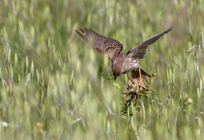 Corn Bunting