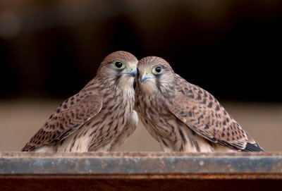 Common Kestrel Fledglings