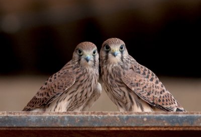 Common Kestrel Fledglings