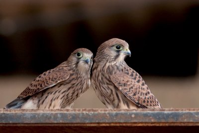 Common Kestrel Fledglings