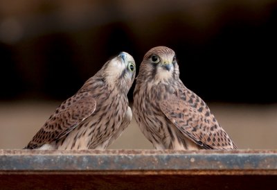 Common Kestrel Fledglings