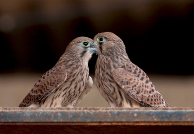 Common Kestrel Fledglings