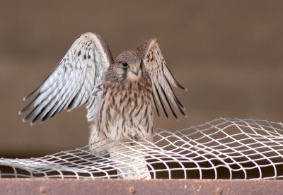 Common Kestrel Fledgling
