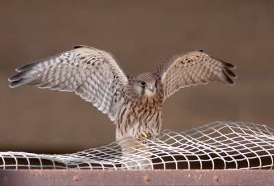 Common Kestrel Fledgling