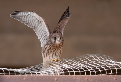 Common Kestrel Fledgling