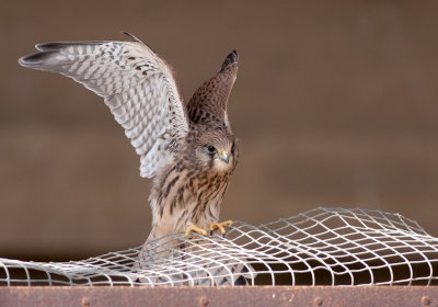 Common Kestrel Fledgling