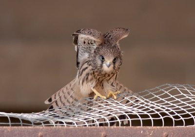 Common Kestrel Fledgling