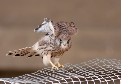 Common Kestrel Fledgling