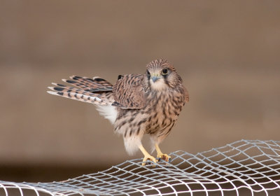 Common Kestrel Fledgling