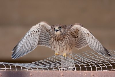Common Kestrel Fledgling