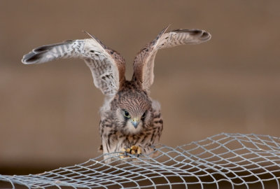 Common Kestrel Fledgling