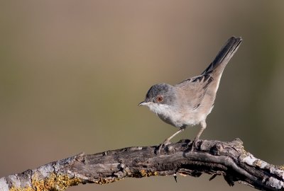 Sardinian Warbler-female