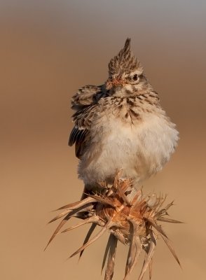 Crested Lark