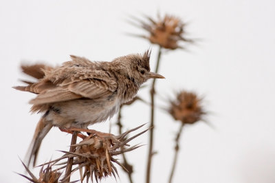 Crested Lark