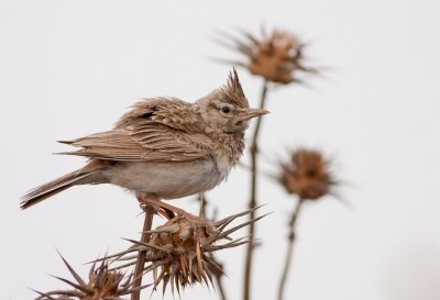 Crested Lark