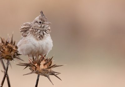 Crested Lark